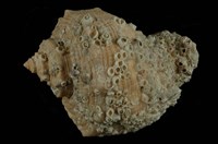 藏品(白皺岩螺)的圖片